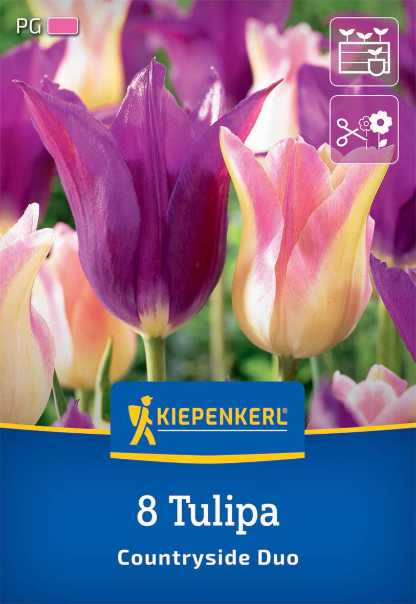 Bunte Tulpen in Rosa, Lila, Weiß und Gelb vor grünem Hintergrund.