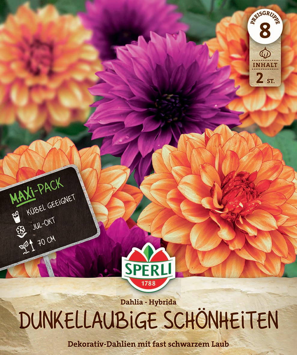 Bunte Dahlien in orange, lila und rot mit grünen Blättern, Markenlogo und Informationen auf einem Etikett.