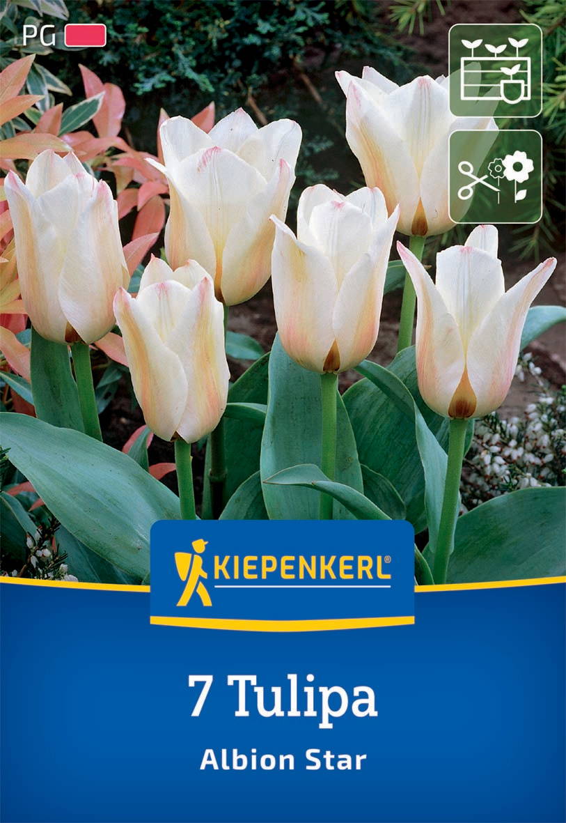Weiße Tulpen mit rosa Blattspitzen und grünen Blättern vor dunklem Hintergrund.
