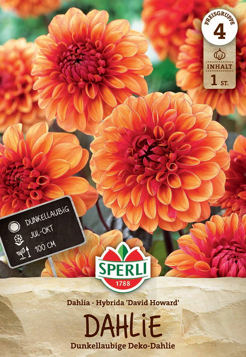 Dahlienblumen in orange, rot und gelb, mit mehreren Blüten auf Pflanzen.