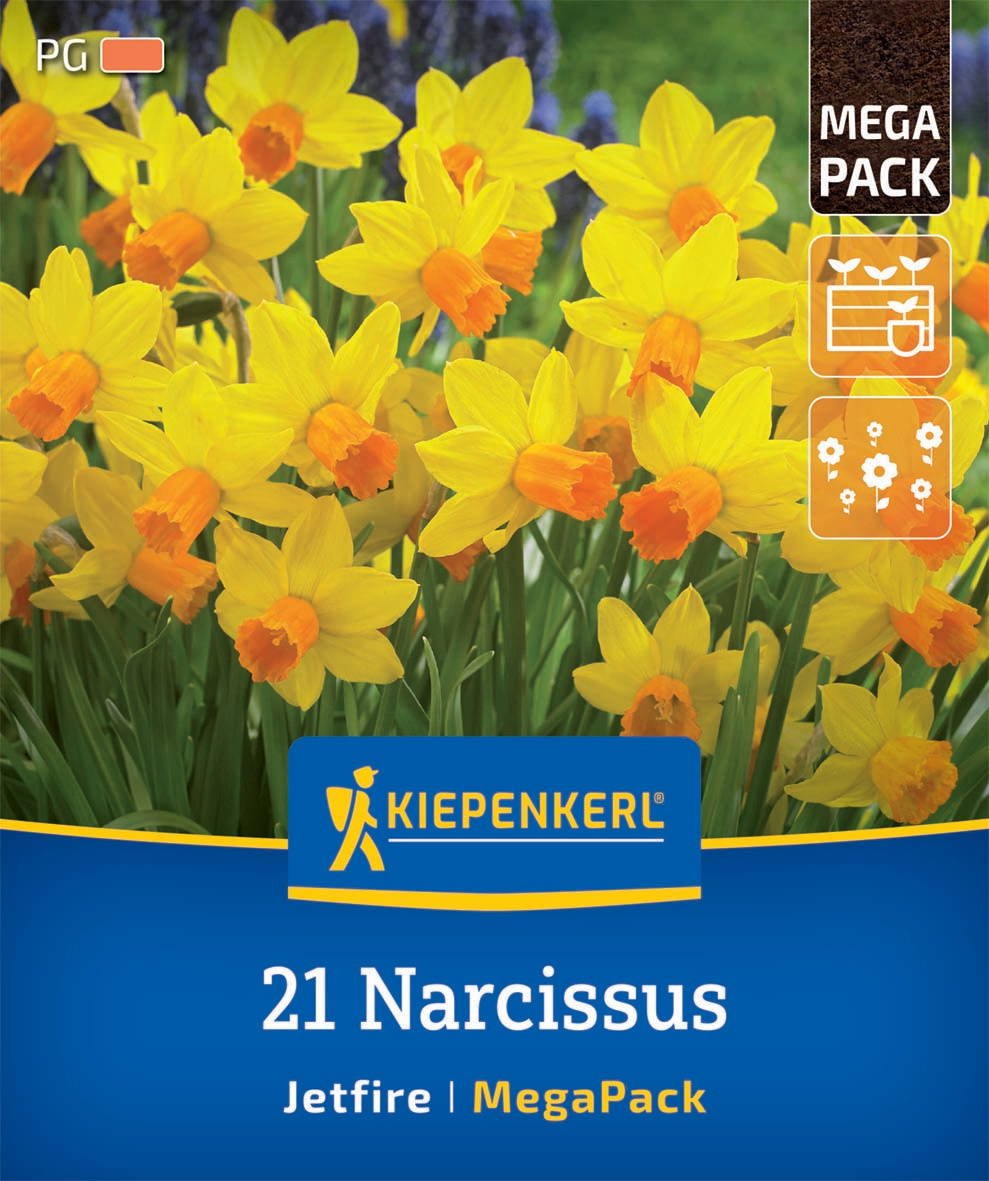 Gelbe Narzissenzwiebeln mit orangefarbenen Blütenständen, im Hintergrund grüne Blätter und Blüten.