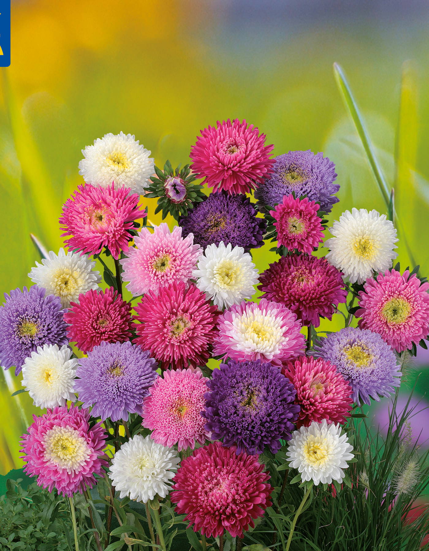 Bunte Dahlien in pink, weiß, lila und dunkelrot stehen vor einem gelb-grünen Hintergrund.