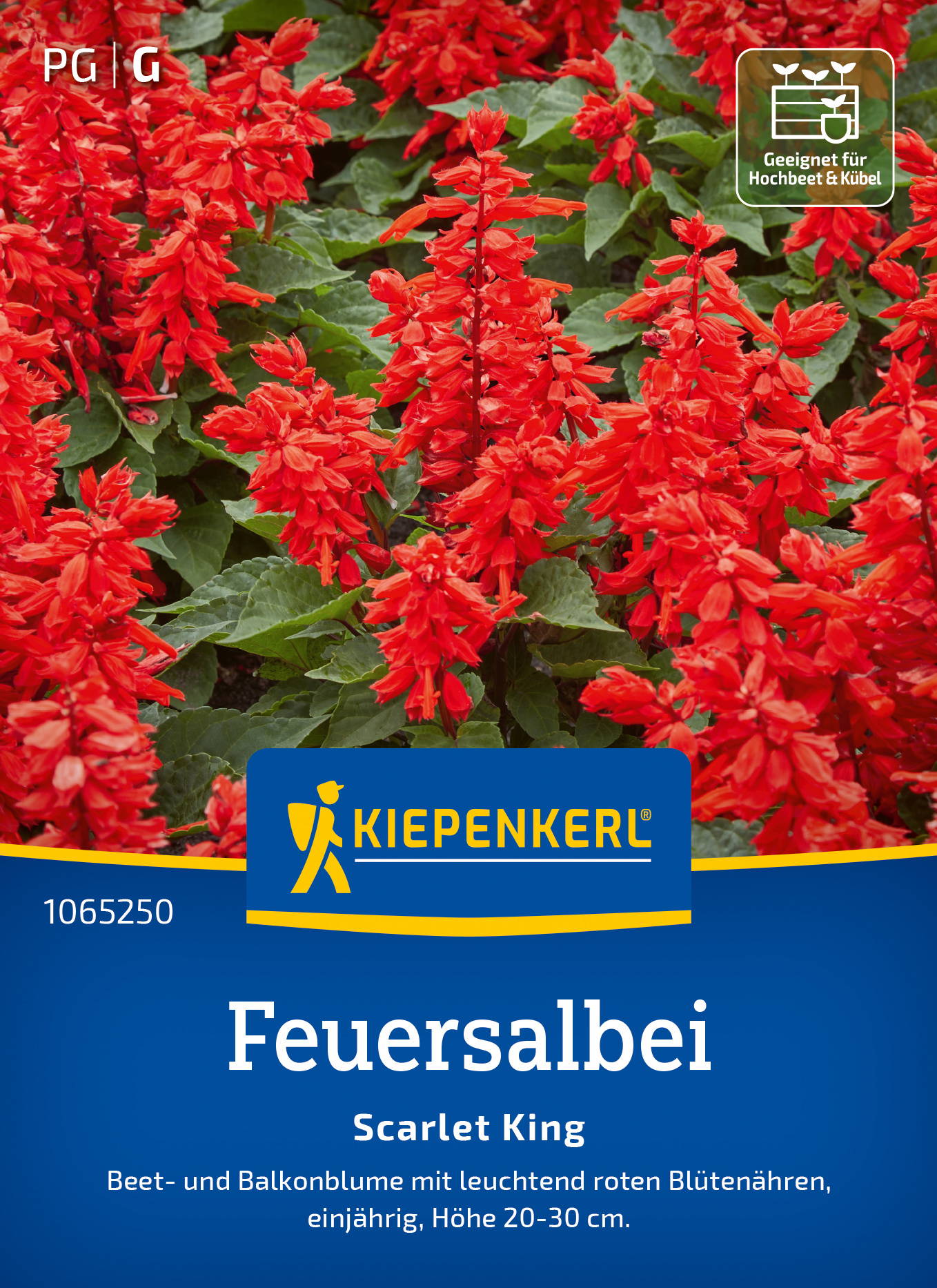 Feuersalbeisamen Scarlet King