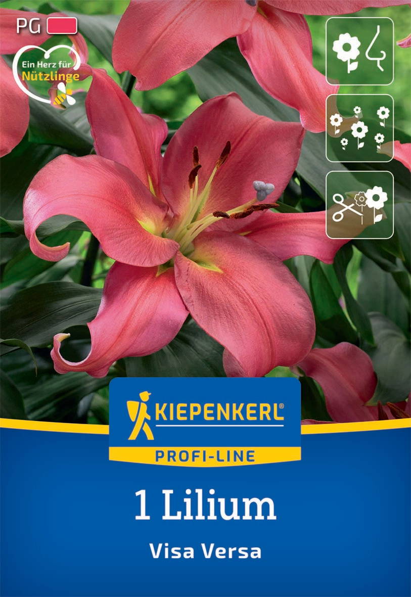 Große pinke Lilienblüte mit grünen Blättern im Hintergrund, KIEPENKERL-Logo und Pflanzensymbole an der Oberseite.