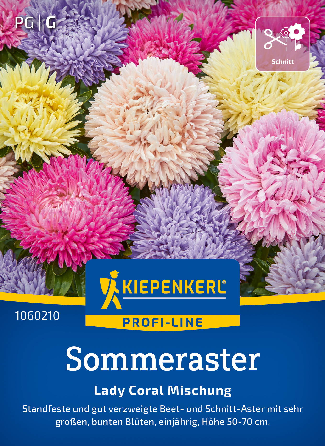 Sommerastersamen Lady Carol Mischung