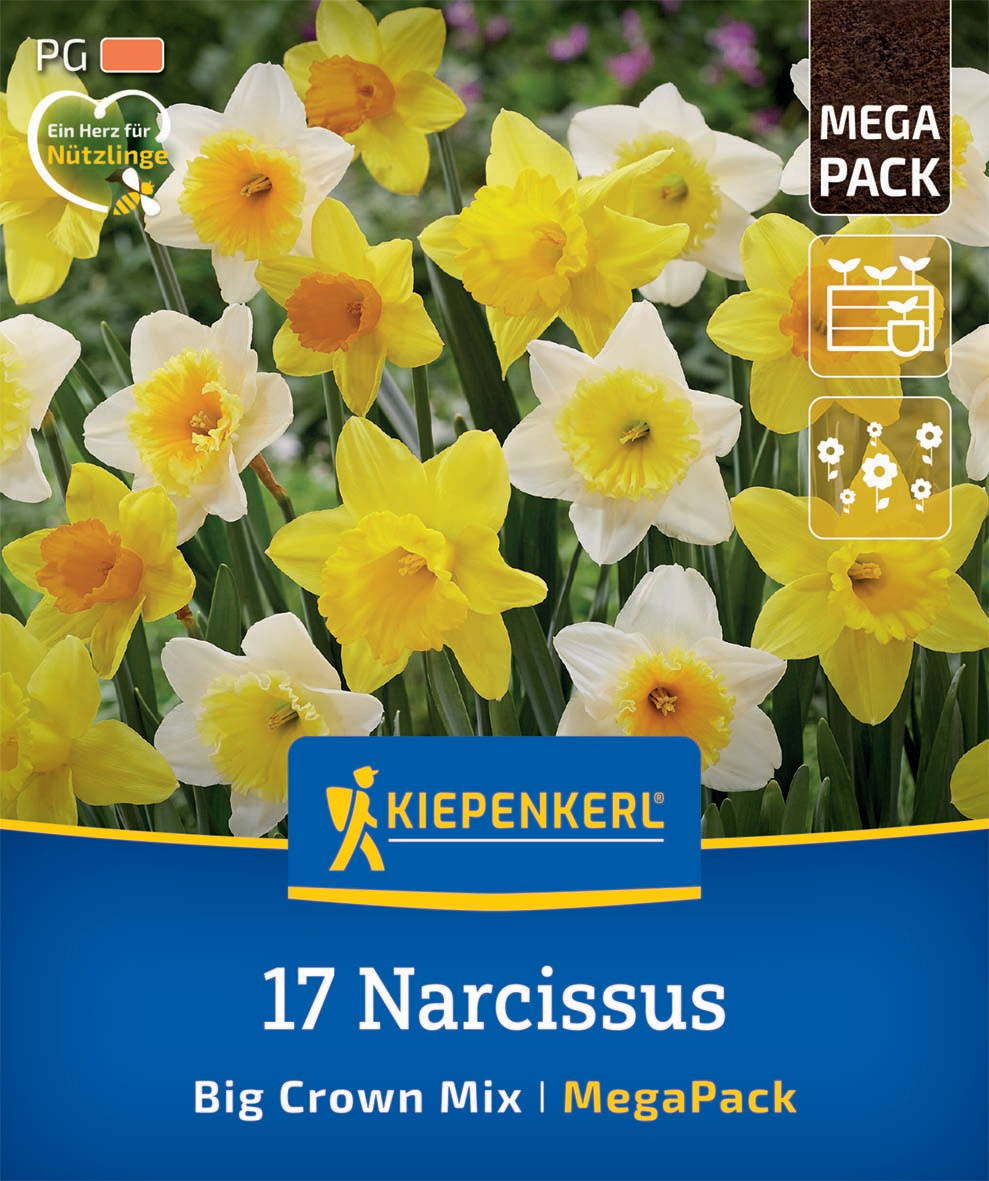 Gelbe und weiße Narcissuspflanzen mit großen Blüten, im Hintergrund grüne Blätter.