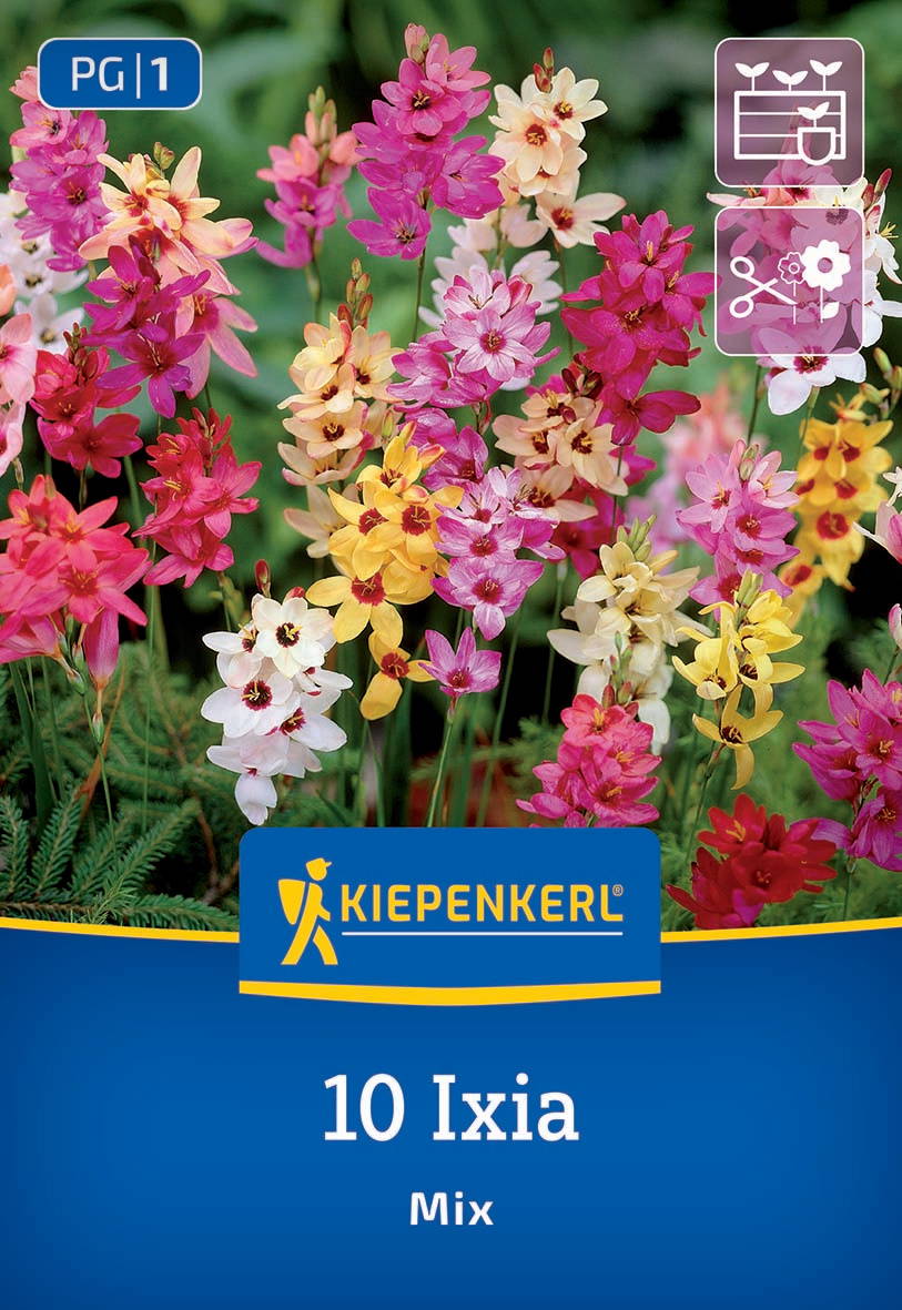 Bunte Iris- und Waldsteinia-Blumen auf grünem Laub.