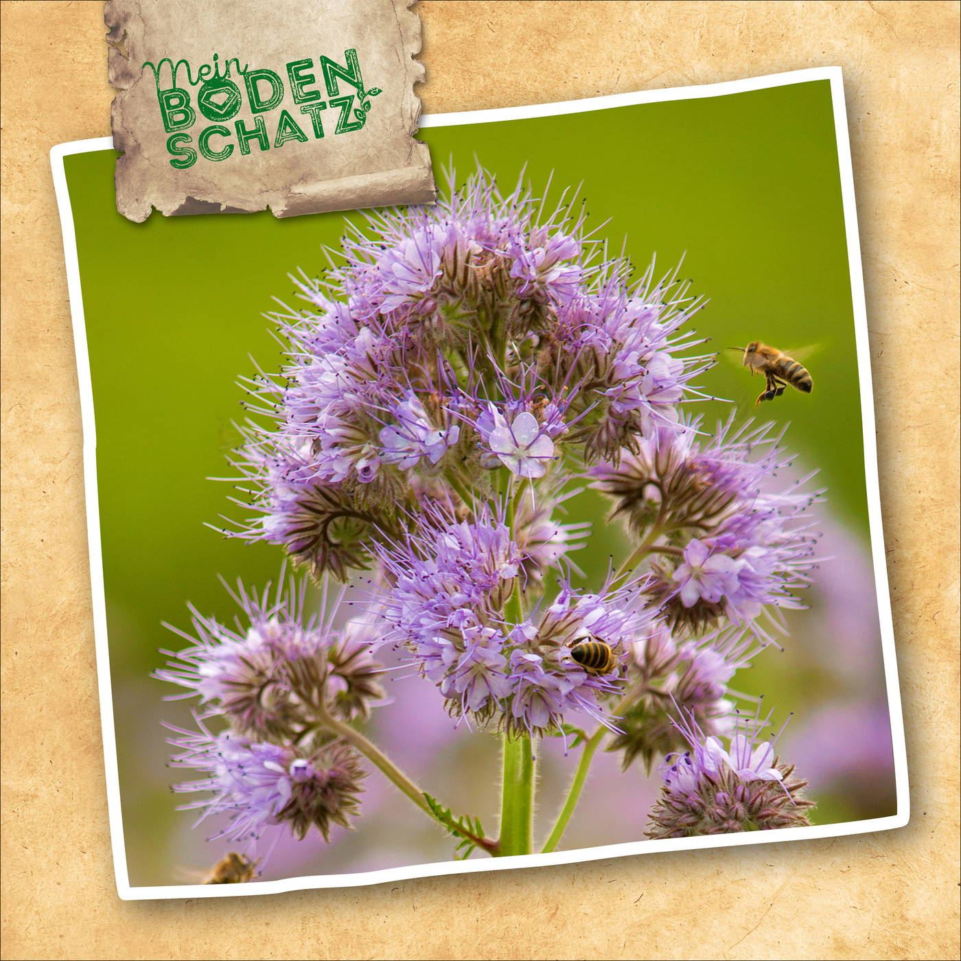 Blaue Blütenpracht mit Bienen vor grünem Hintergrund, auf einer Fotos im Rahmen.