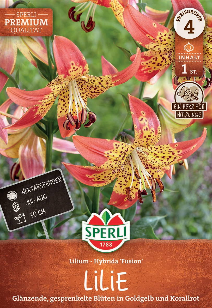 Mehrere orangegelbe Lilien mit rot gesprenkelten Blüten, grüne Blätter im Hintergrund.