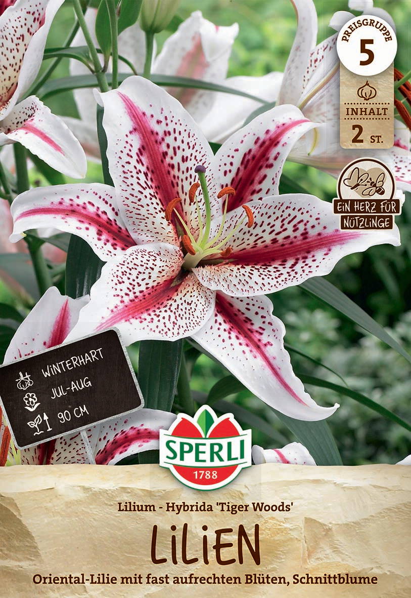 Weiße Lilie mit pinken Punkten und Streifen, große Blüte, grüne Blätter im Hintergrund.