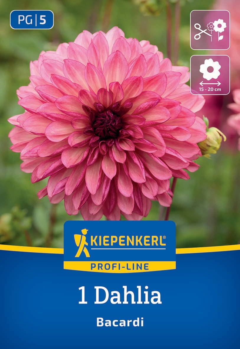 Große pinke Dahlie mit mehreren Schichten zarter Blütenblätter vor grünem Hintergrund, inklusive Pflegehinweisen auf der Verpackung.