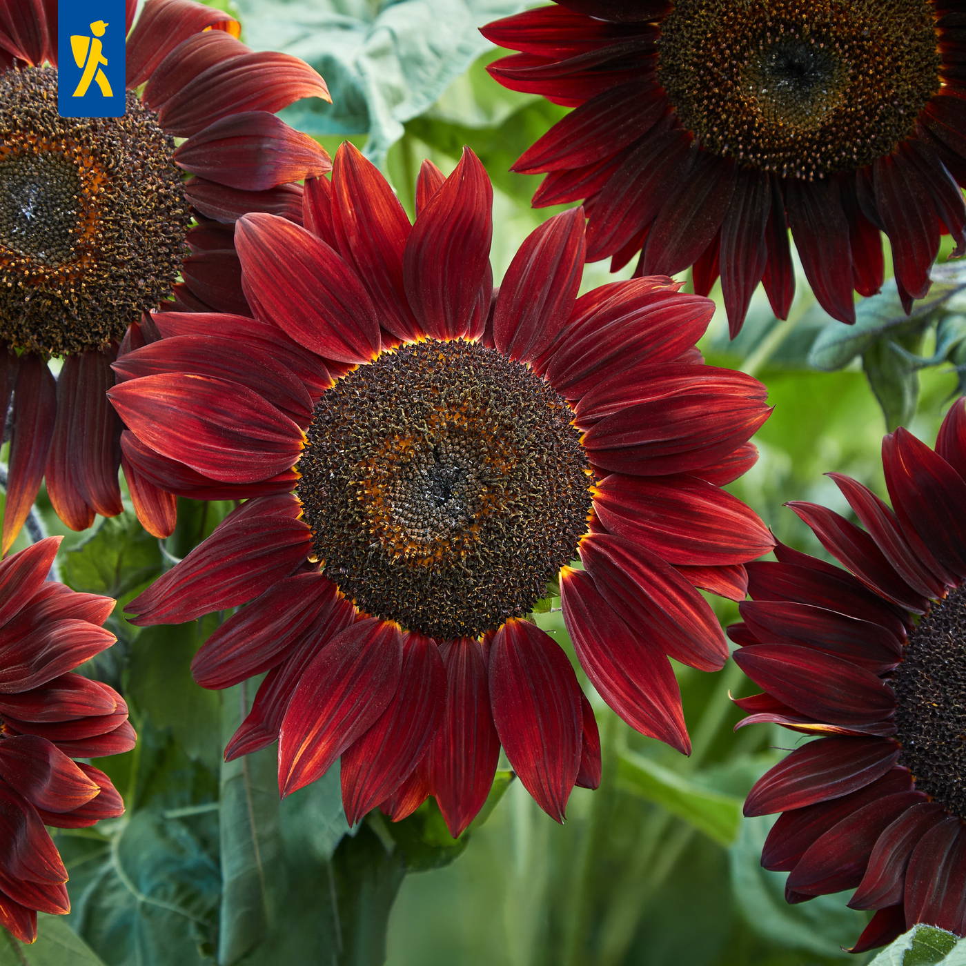 Rote Sonnenblumen mit dunklen Zentren und grünen Blättern im Hintergrund.