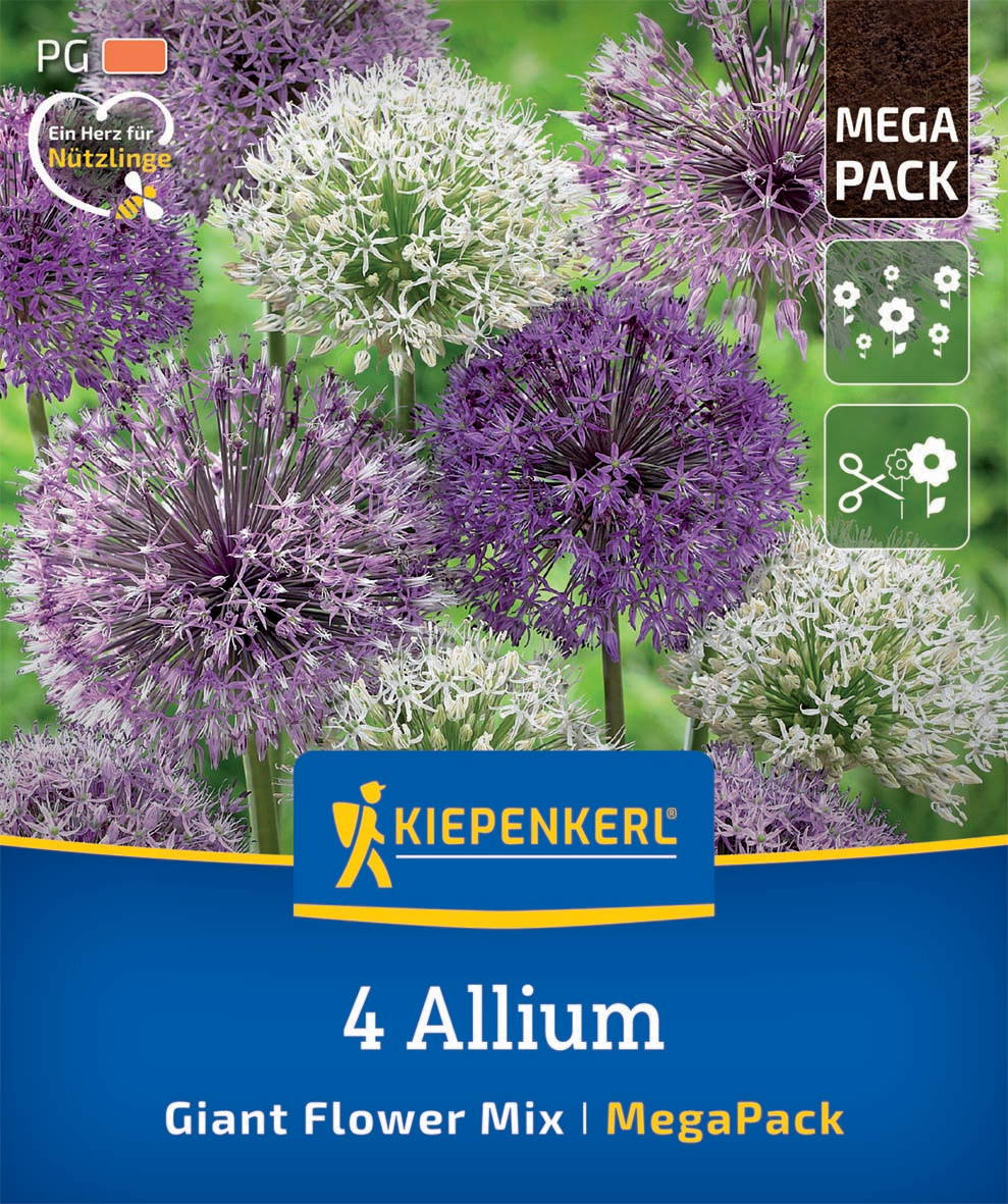 Mega-Pack Zierlauch Großblumige Allium Mischung
