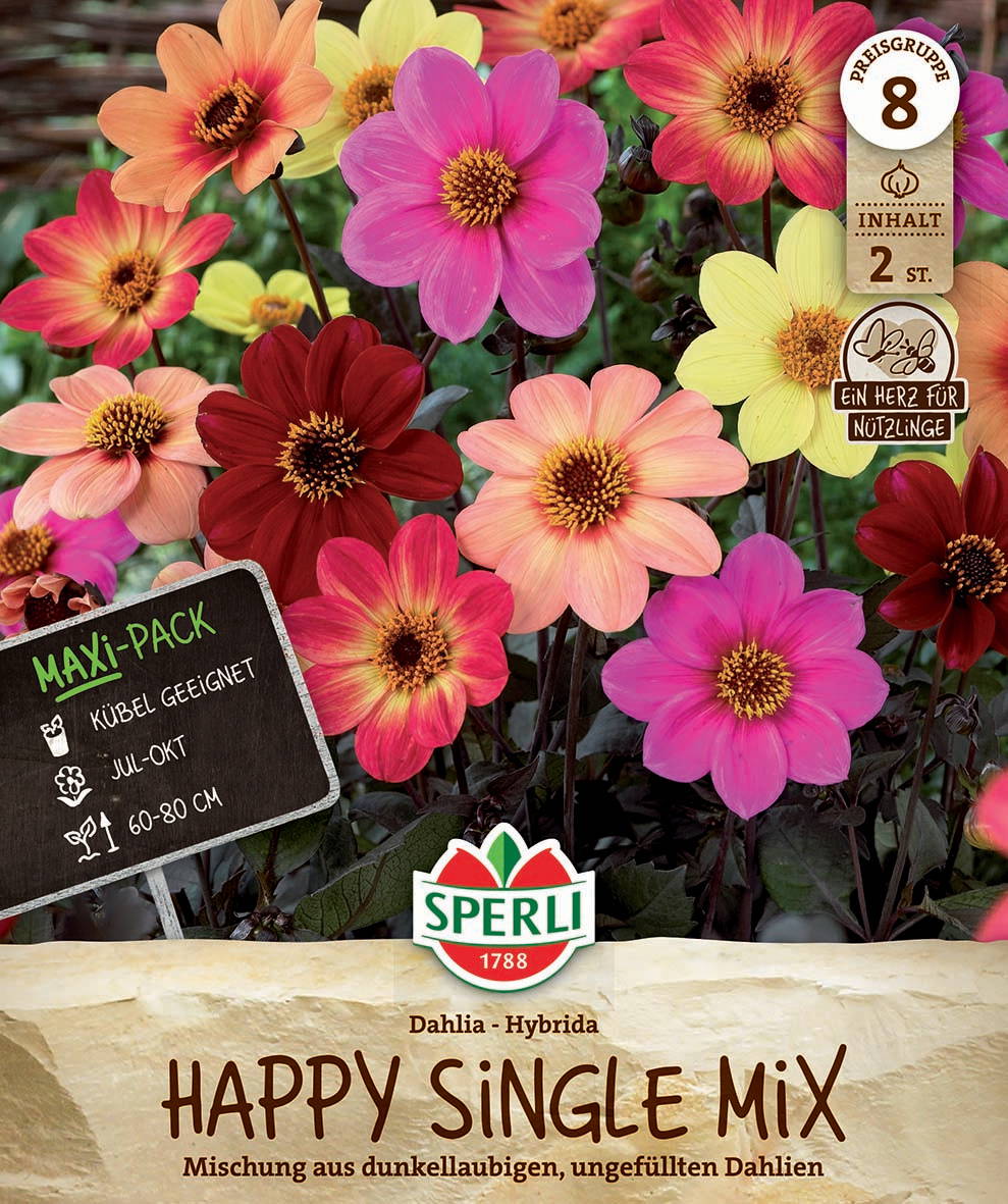 Bunte Dahlien in pink, gelb, rot und orange blühen vor grünem Laub, auf Verpackung einer Blumenmischung.