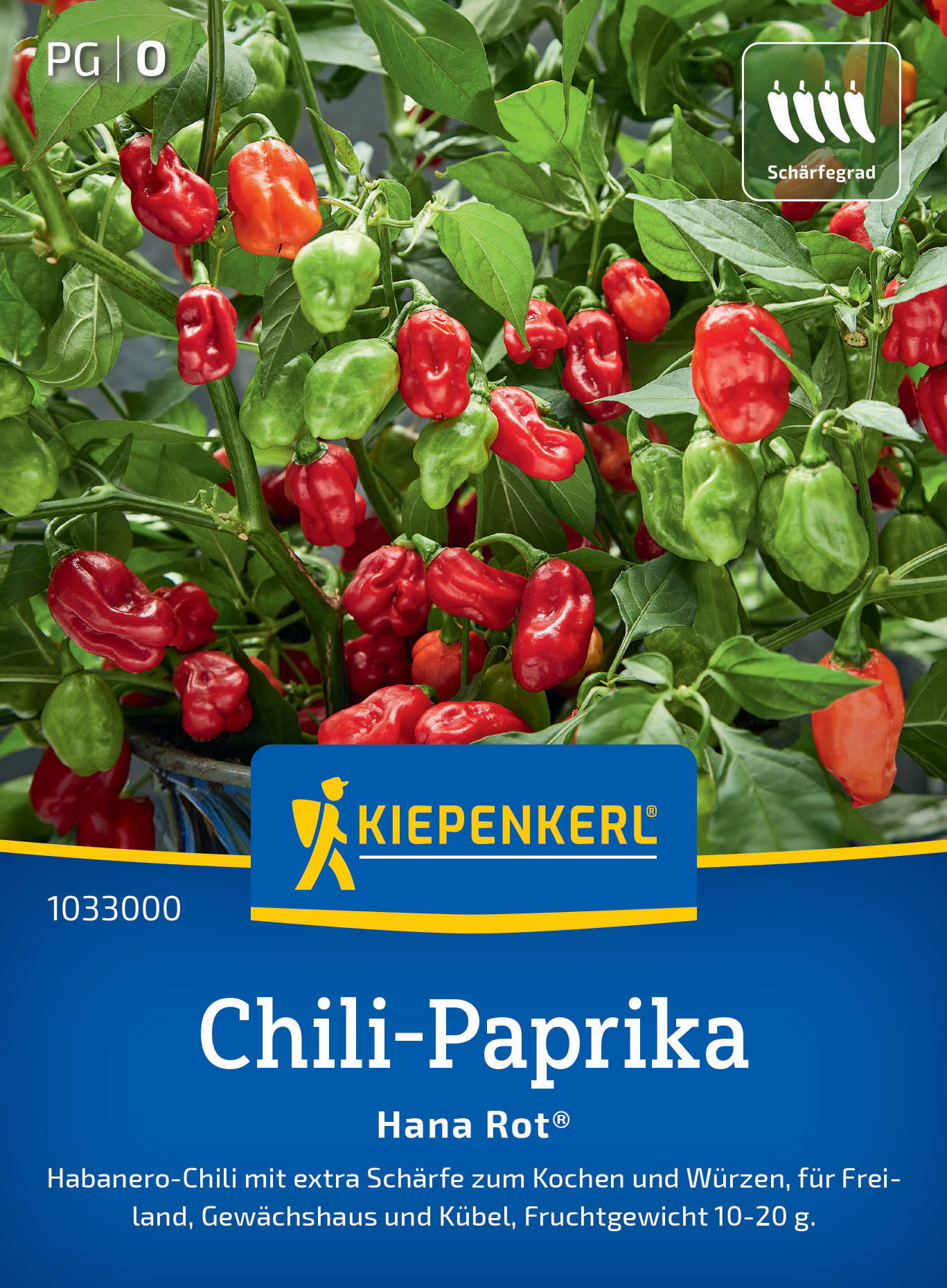 Rote und grüne Chili-Paprika an einem Busch mit grünen Blättern.