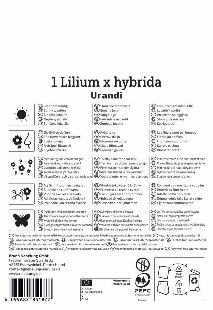 Bild zeigt Produktinformation und Pflegehinweise für eine Lilium hybrid.