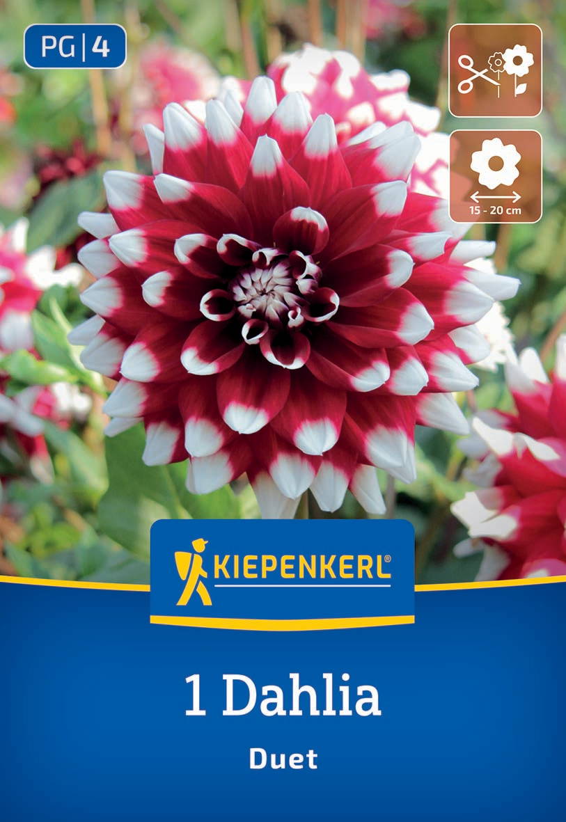 Große rot-weiße Dahlie vor grünem Hintergrund auf einem Blumenbeet.