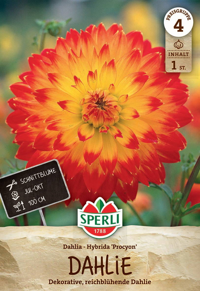 Große orange-rote Dahlie mit gelben Spitzen, grüne Blätter im Hintergrund, schwarzes Etikett mit Blumentyp und Höhe.
