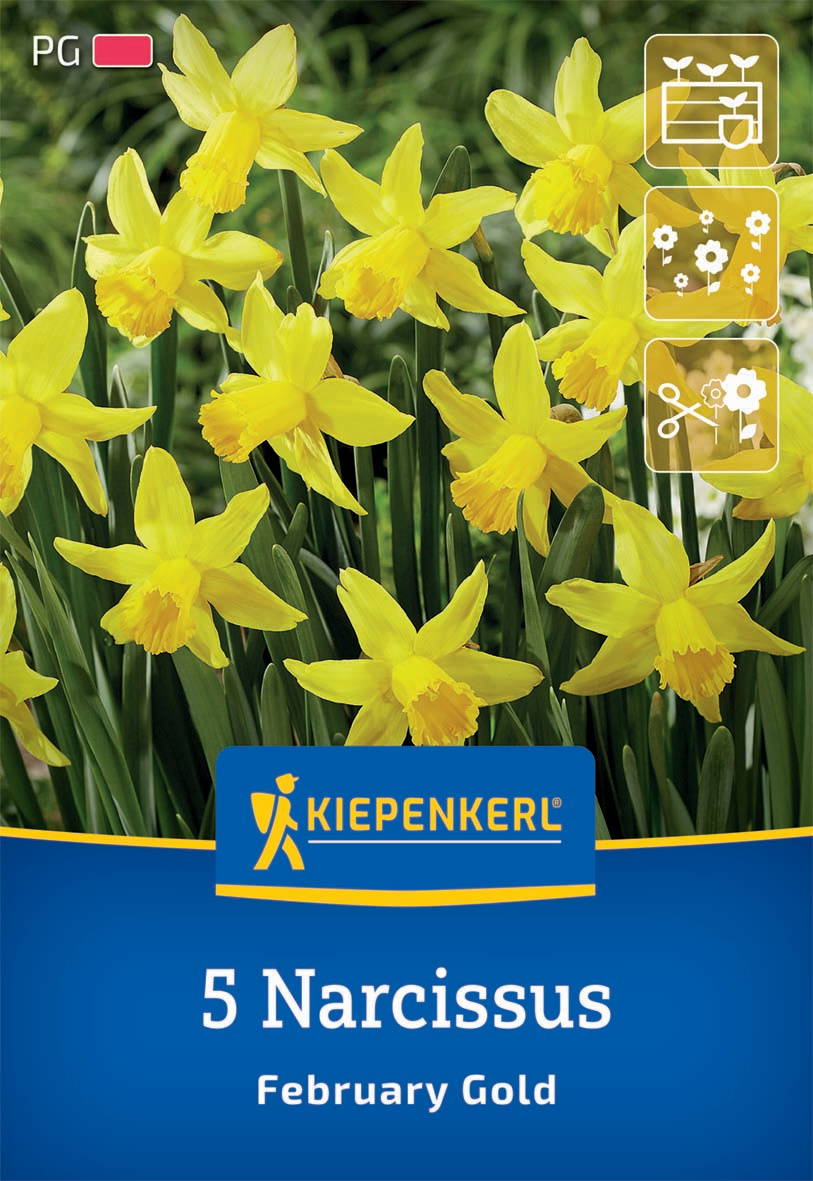 Gelbe Narzissblumen im Garten, Kiepenkerl Samenpackung, mit 5 Blumen, Februar Gold.