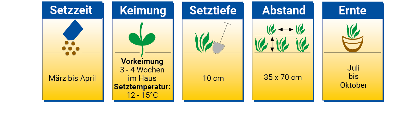 Grafik mit Anleitungen für Saatzeit, Keimung, Setztiefe, Abstand und Ernte der Pflanze.