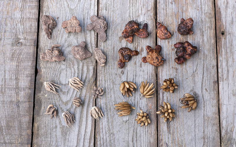 Verschiedene getrocknete Wurzel- und Rindenstücke auf Holztisch.