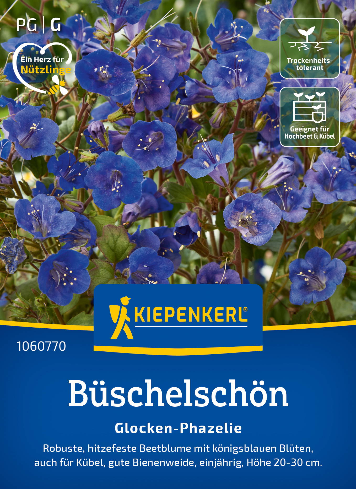 Büschelschön Glocken-Phazelie, blaue Blüten, geeignet für Hochbeet und Kübel, trockenheitstolerant