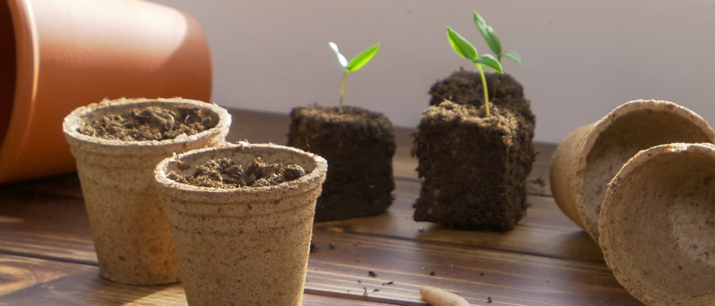 Kleine Pflanztöpfe mit jungen grünen Pflanzensprossen auf einer Holzoberfläche