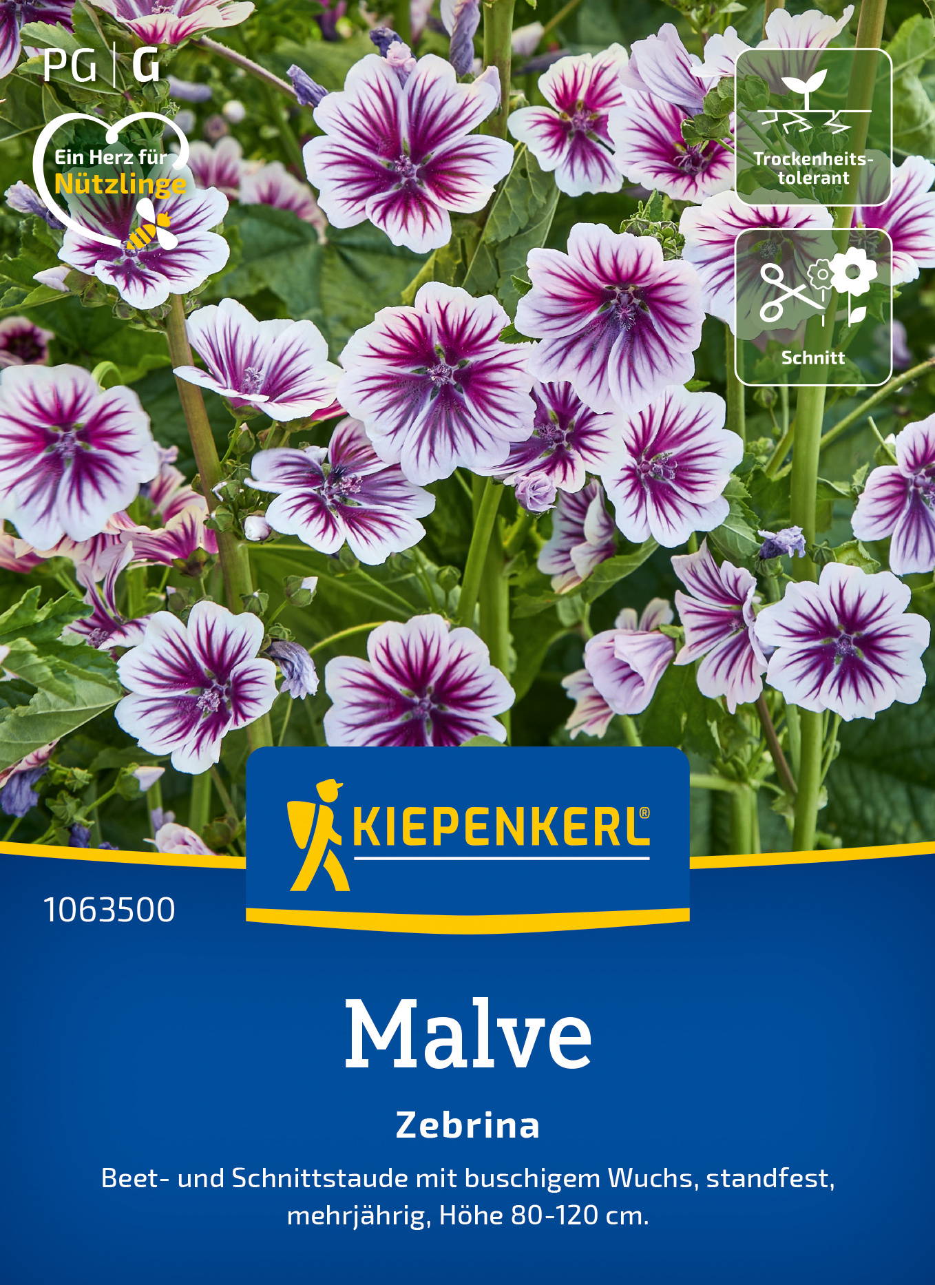 Bunte Zebrablumen mit weißen und lila Streifen auf grünem Blatt.