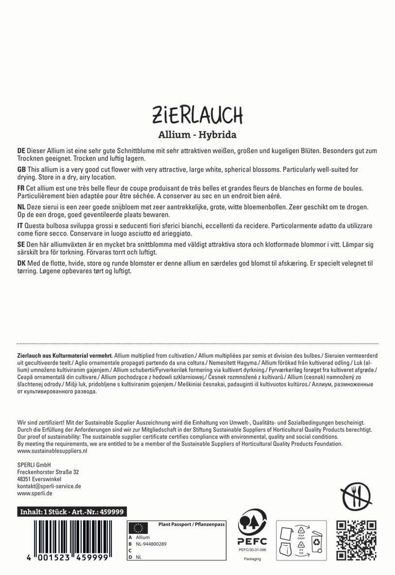 Allium Hybridca mit weißen runden Blüten auf weißen Blütenständen.