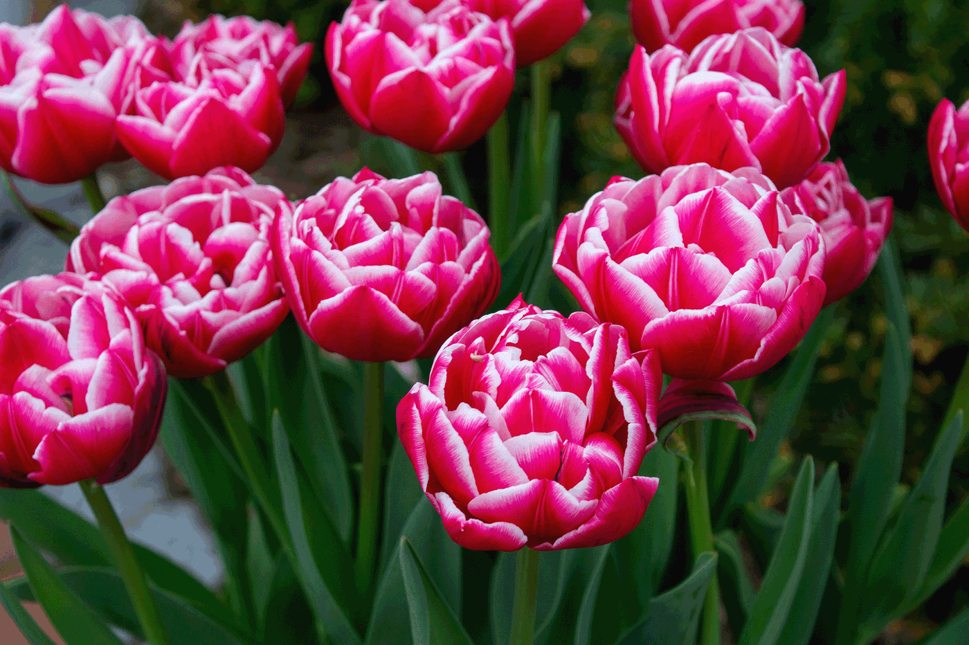 Pink und weiße Tulpen im Garten mit grünen Blättern.