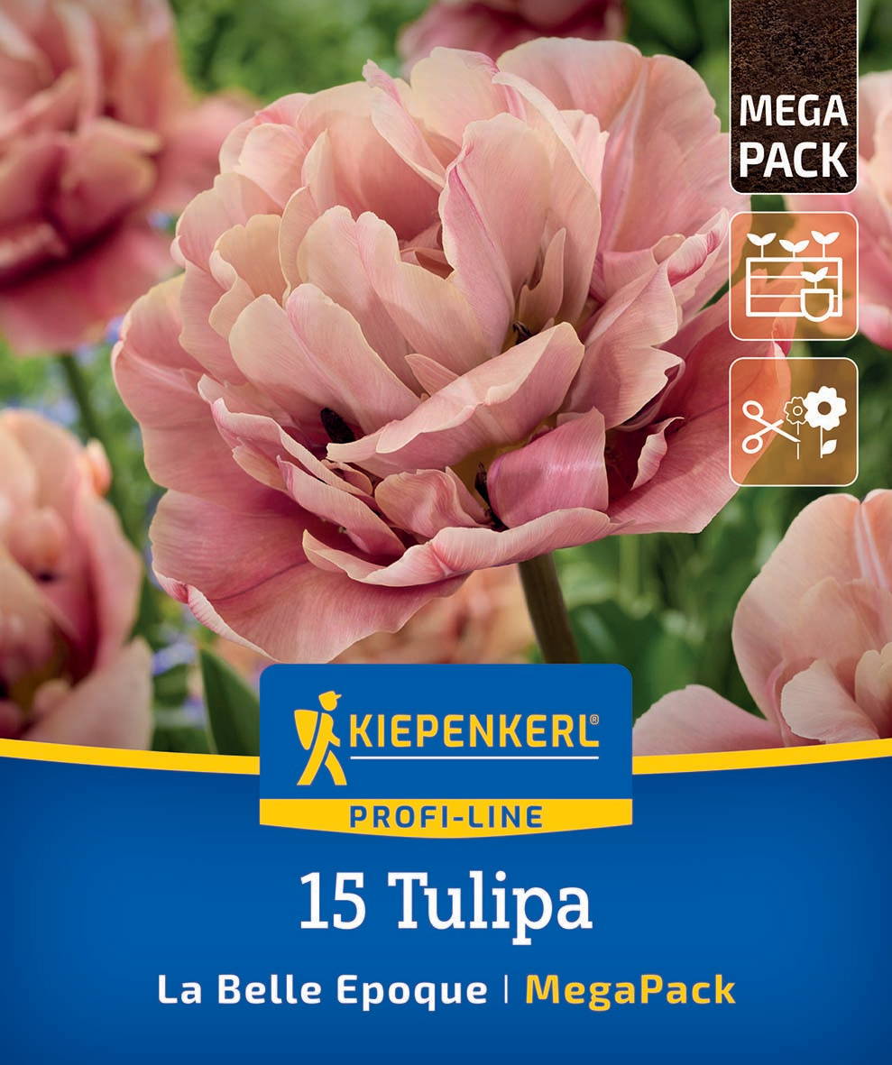 Nahaufnahme einer rosa Tulpe mit grünen Blättern im Hintergrund.