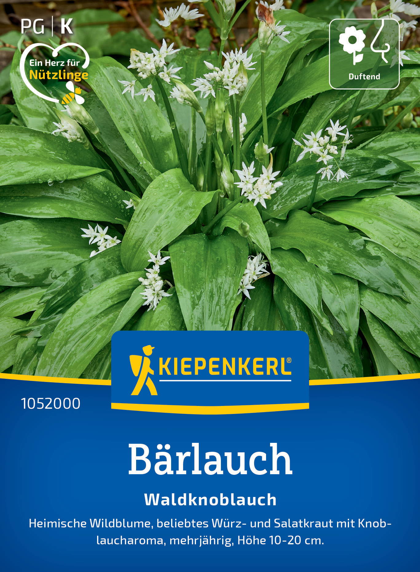 Weiß blühende Bärlauchpflanzen mit großen grünen Blättern.