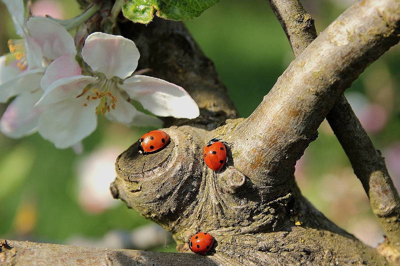 Drei Marienkäfer auf einem Baumstamm mit Blüte im Hintergrund