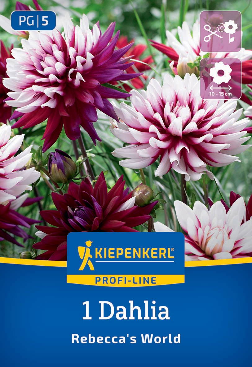 Bunte Dahlien in pink, weiß und lila blühen auf grünem Hintergrund in einem Garten.