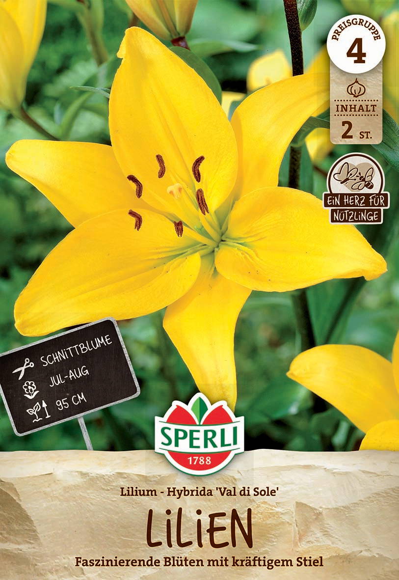 Gelbe Lilienblüte mit sechs Blütenblättern und braunen Staubblättern vor grünen Blättern.