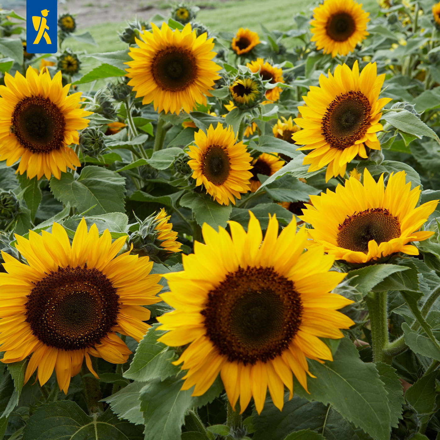 Mehrere große, gelbe Sonnenblumen mit braunen Mitteln und grünen Blättern auf einem Feld.