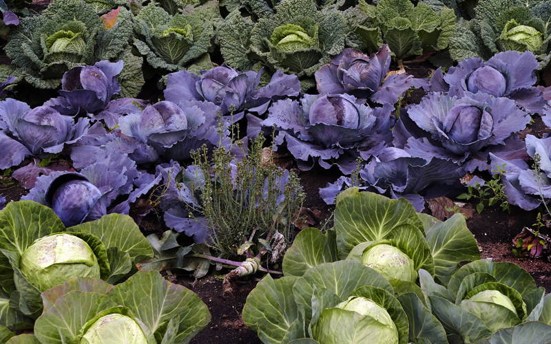Kohlköpfe und purple Sauerkraut-Blätter in einem Gemüsegarten.