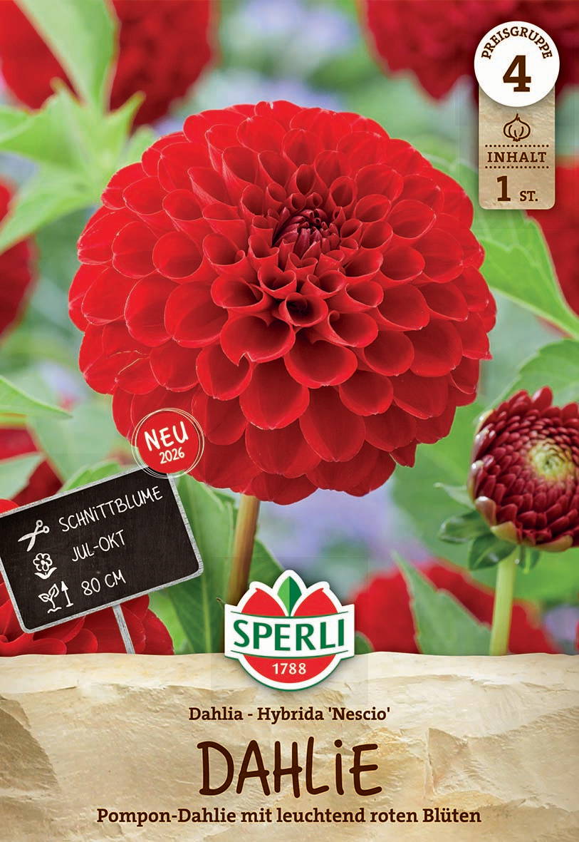 Rote Dahlie mit großen, leuchtend roten Blüten, grünen Blättern im Hintergrund.