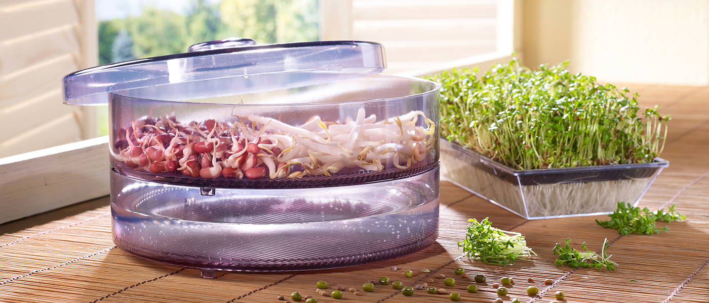 Sprossen und Microgreens in einer Sprossenbox und einer Anzuchtschale auf einer Fensterbank