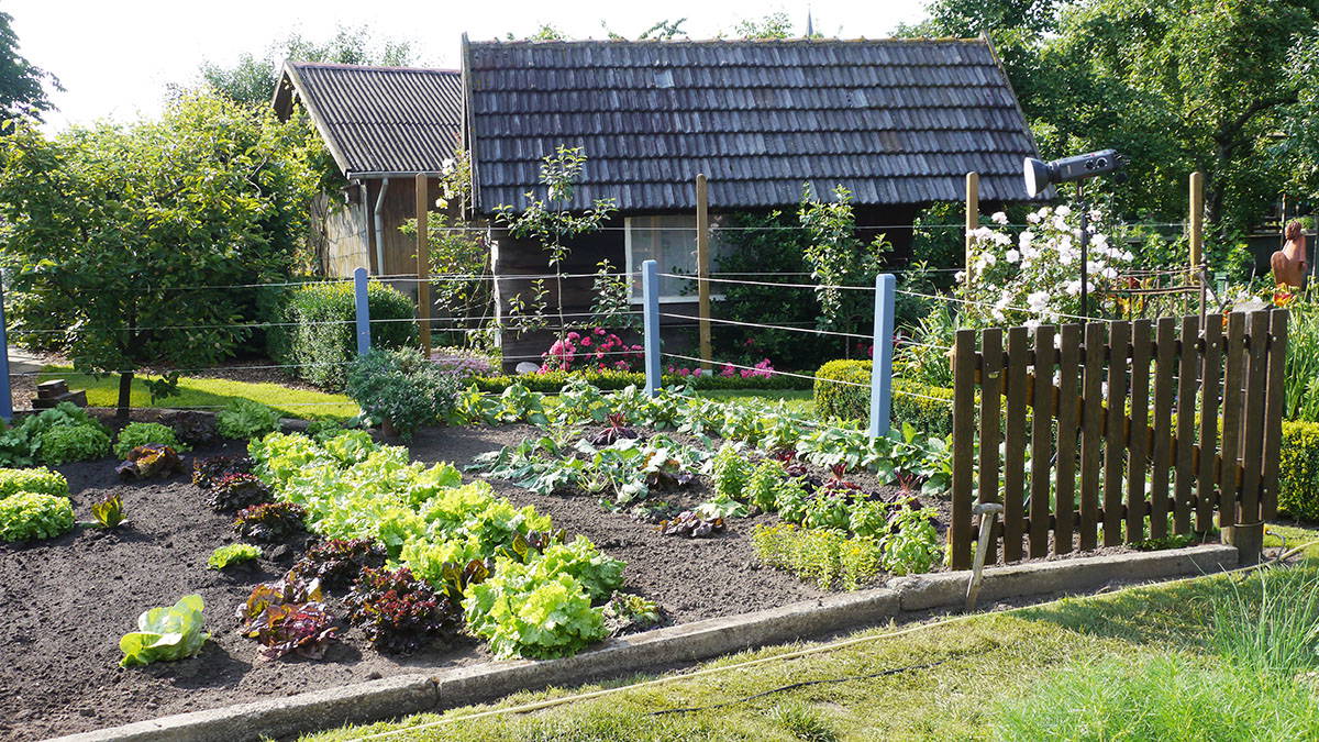 Garten mit Gemüsepflanzen, Holzhaus, Blütensträuchern und Gartenzaun.