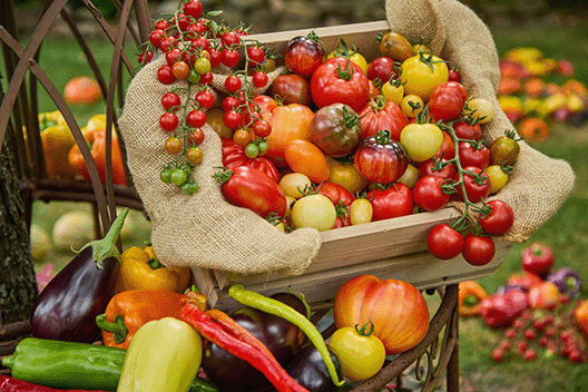 Holzkiste mit roten, grünen und gelben Tomaten, umgeben von Chili, Auberginen und weiteren Tomaten im Garten.