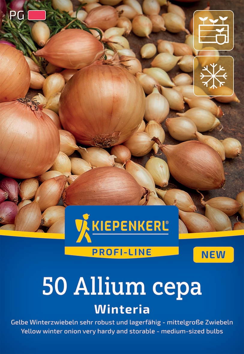 Gelbe Wintersteckzwiebel Winteria