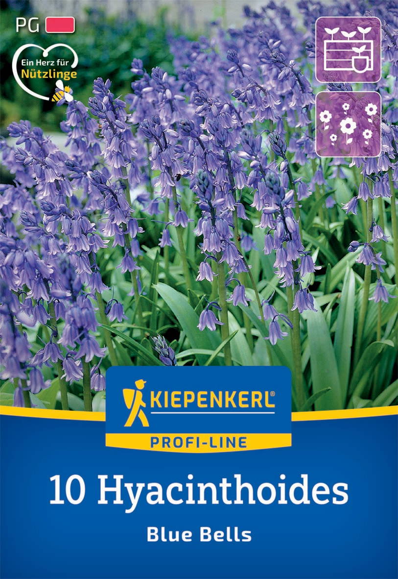 Hasenglöckchen Blue Bells