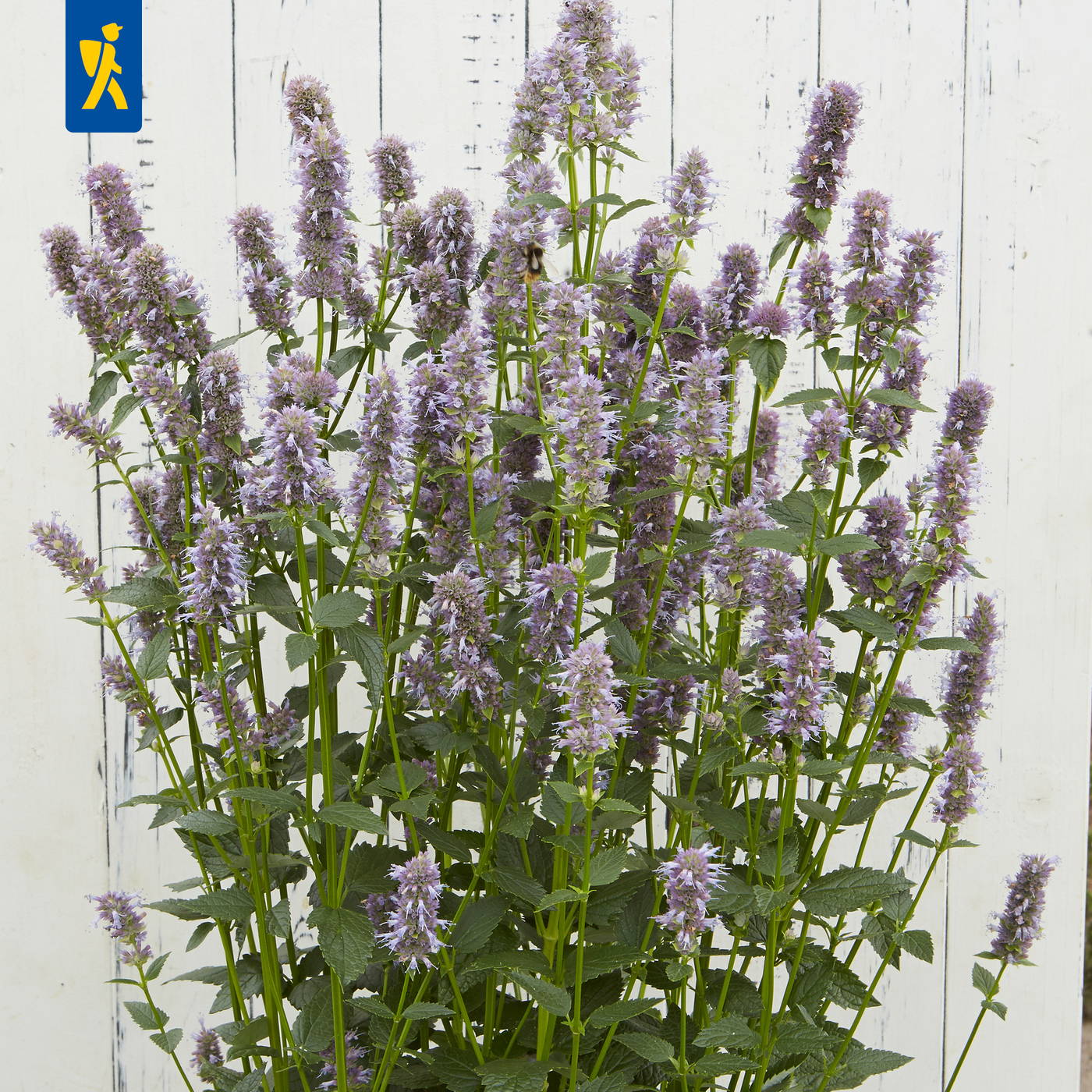 Baldrianpflanzen mit violellen Blüten vor einer weißen Holzwand.