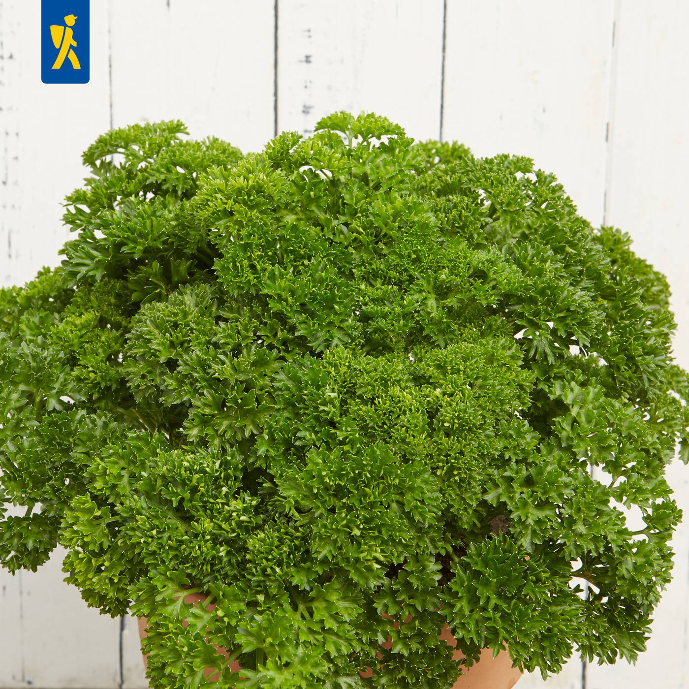 Grüner, dichter Strauch mit lockigem, krausartigem Laub in einem Topf vor weißem Holz.