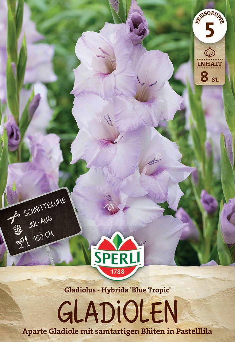 Hellviolette Gladiolen mit pastellfarbenen, zarten Blüten und grünen länglichen Blättern.