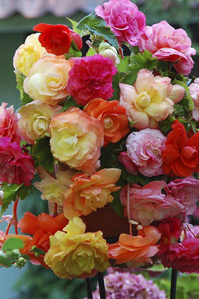 Bunte Blumen in einem Korb, hauptsächlich Rosen und Begonien, in verschiedenen Farben wie pink, rot, gelb, orange.