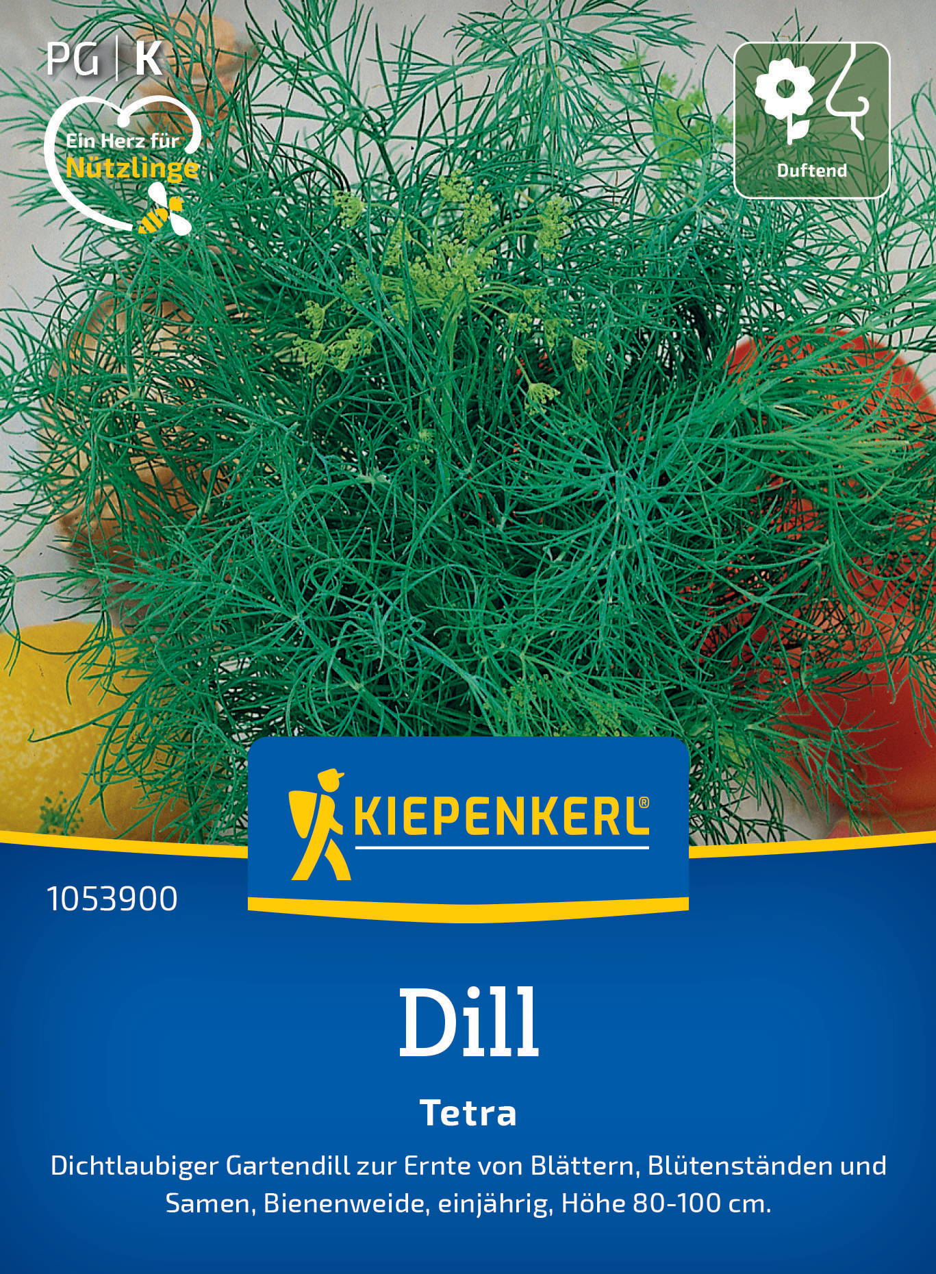 Dichtwachsender, buschiger Dill in einem Topf, mit grünen, filigranen Blättern und kleine Blüten.
