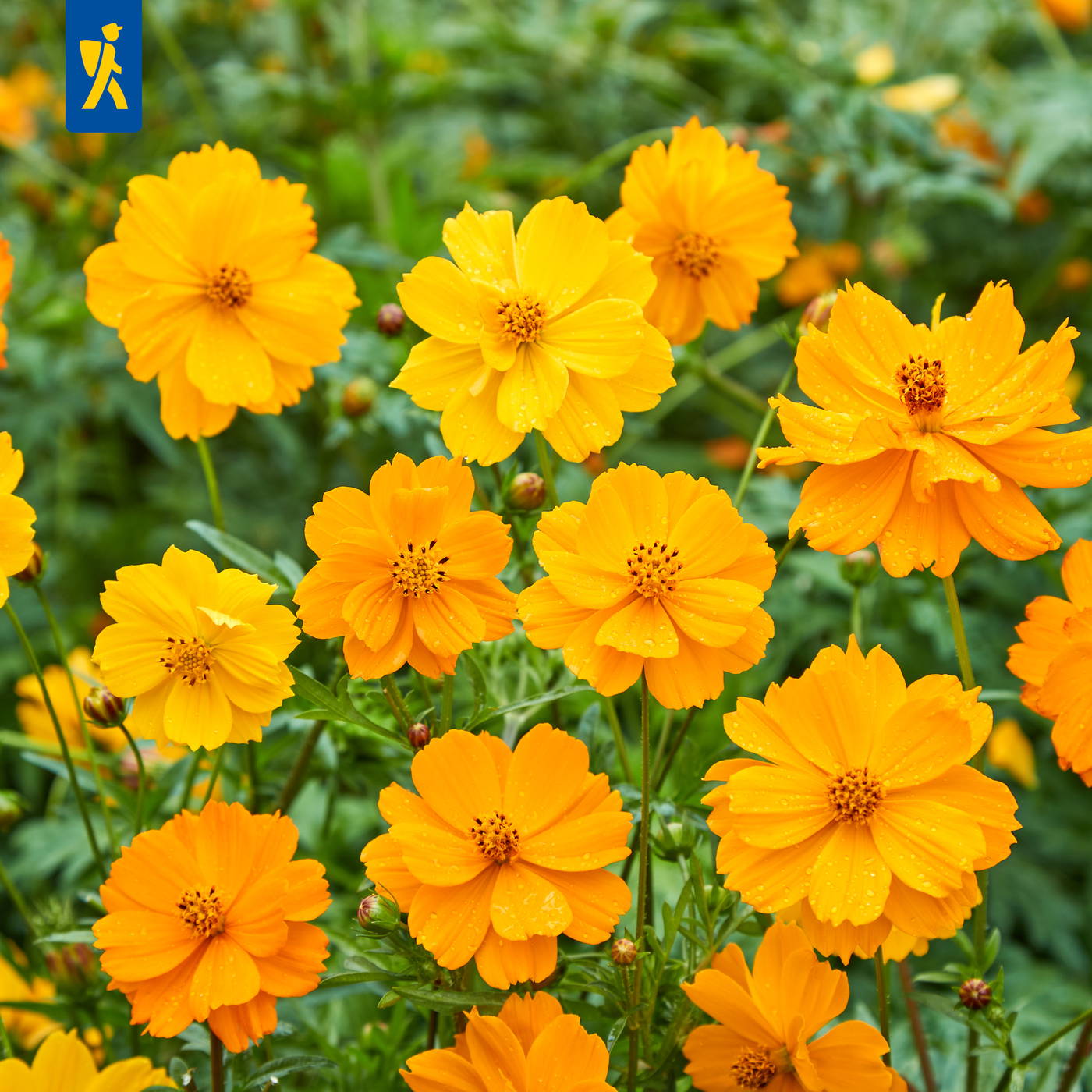 Gelbe und orange Blumen mit Wassertröpfchen auf den Blütenblättern, im Hintergrund grüne Blätter.