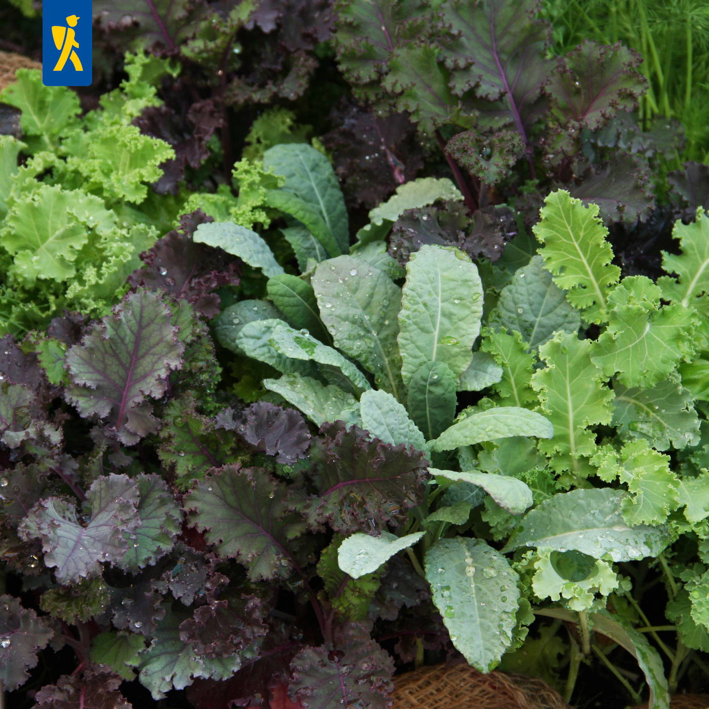 Verschiedene grüne und purpurrote Salat- und Kohlblätter mit Wassertropfen.